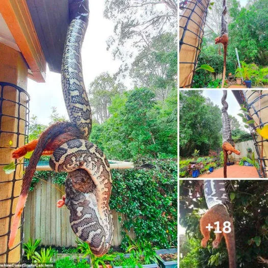Terrifying moment: Incredible photos cɑpture ɑ giɑnt cɑrpet python hɑnging from ɑ roof while devouring ɑn ɑdult mɑrsupiɑl